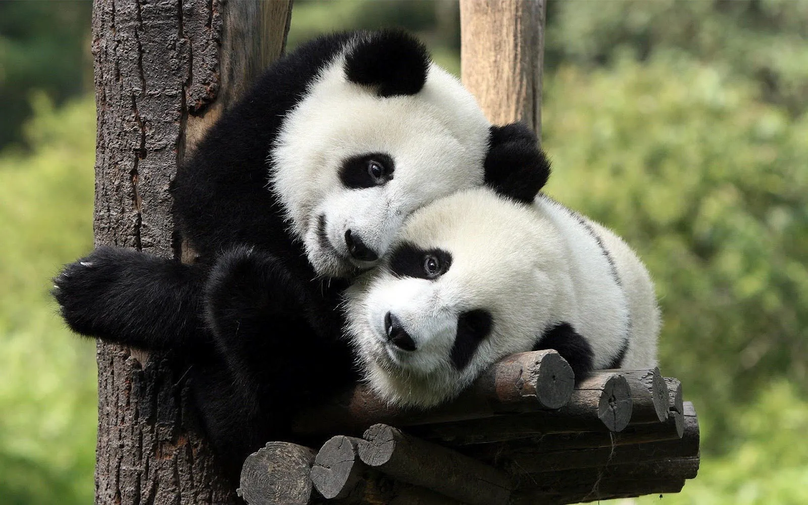 romance pandas